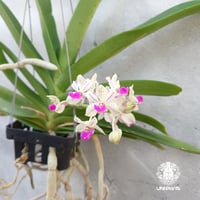 【タイ直輸入】着生ラン リンコスティリス ギガンテア 'spot Bao' x sib ｜珍品・希少ラン・蘭の花｜Rhynchostylis gigantea 'spot Bao' x sib