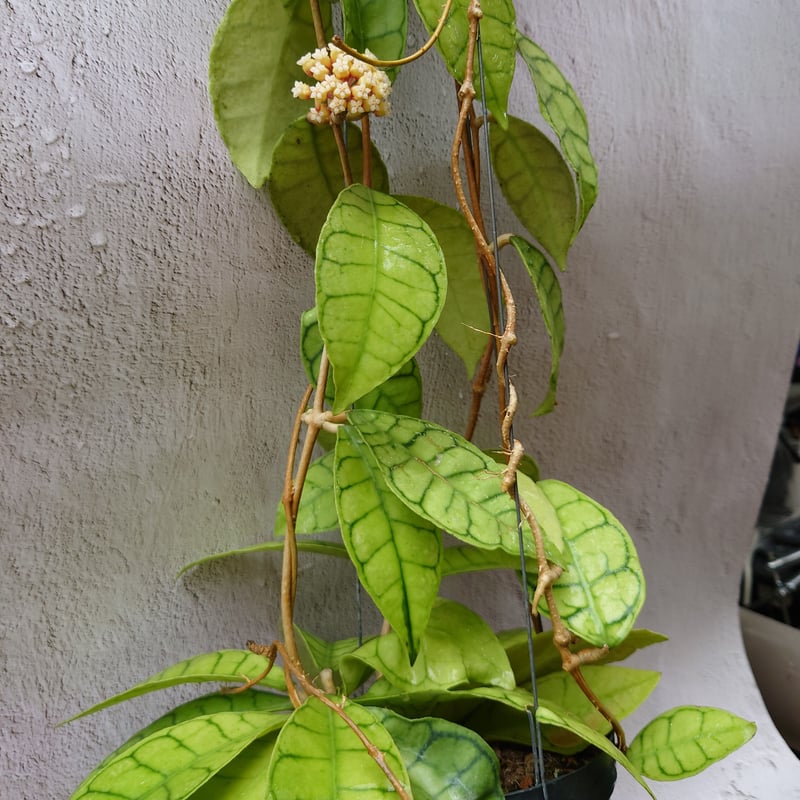 ホヤ カリストフィラ Hoya callistophylla 花座付き!開花中