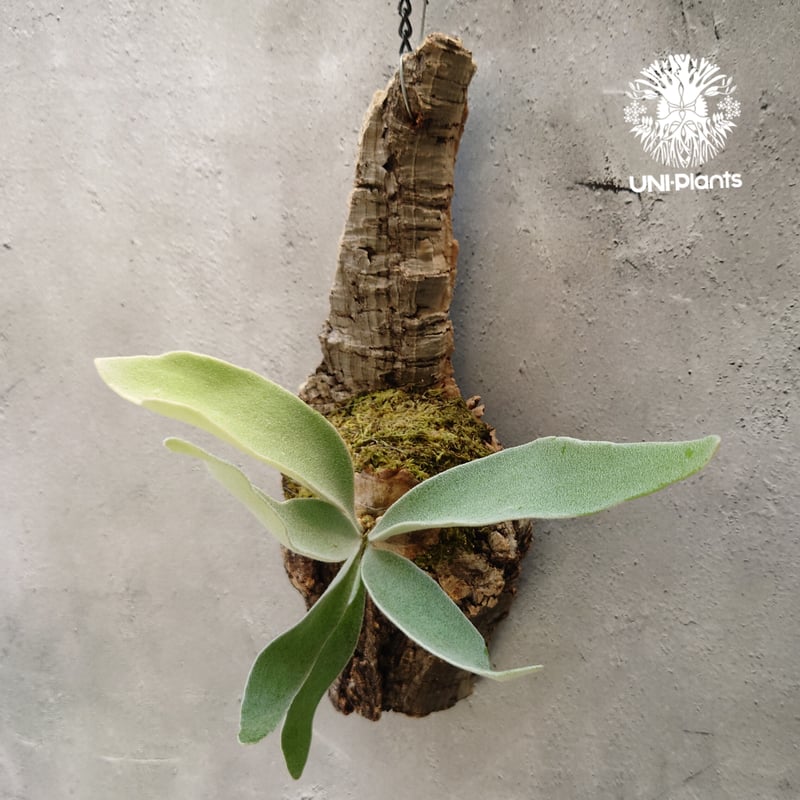 ビカクシダ ベイチー Patycerium veitchii コウモリラン ビカクシダ