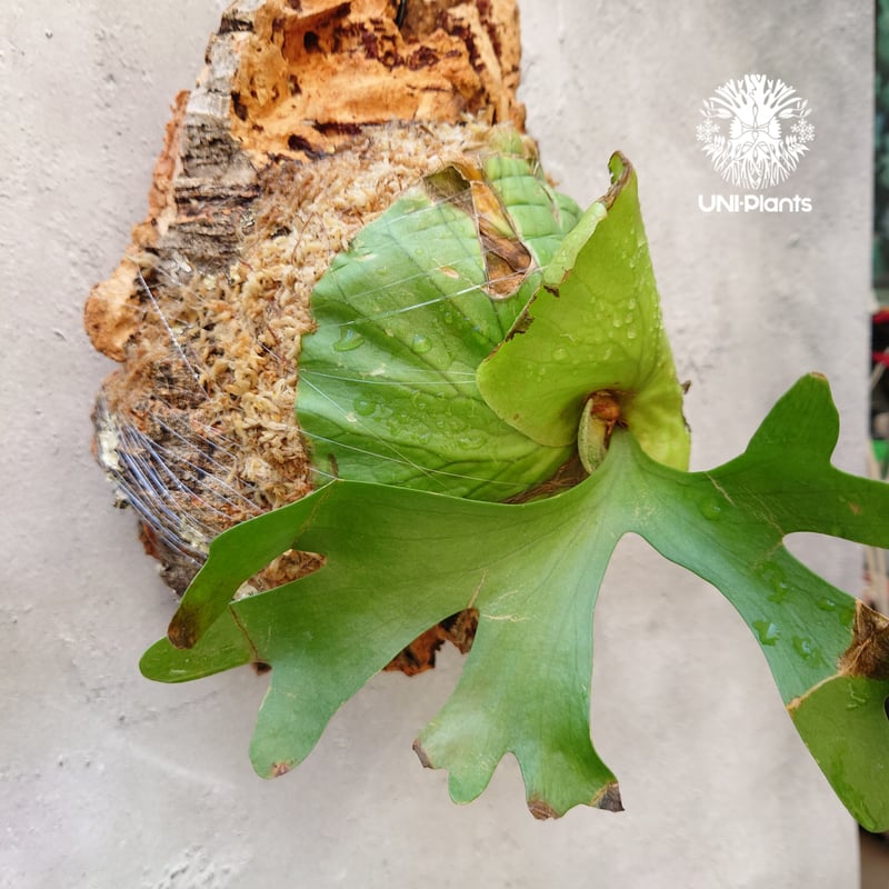 【ビカクシダ】P. ridlyei リドレイ【成株】 P.Ridleyi thin frond(spore) / リドレイ細葉 胞子培養株 24-001