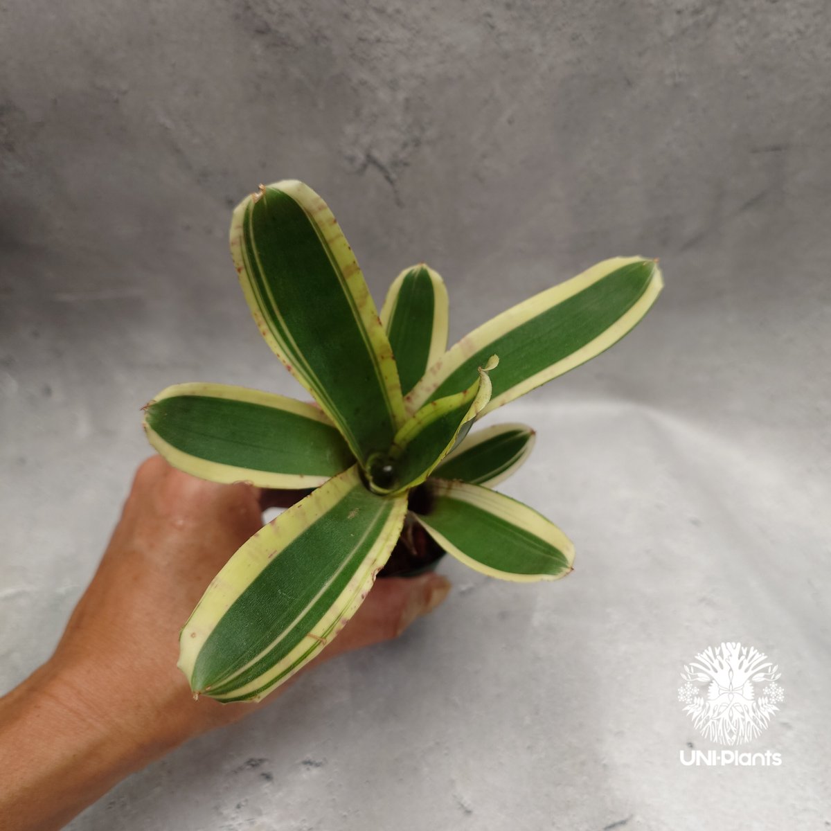 Neoregelia Hello Kitty ネオレゲリア ハローキティ Neoregelia