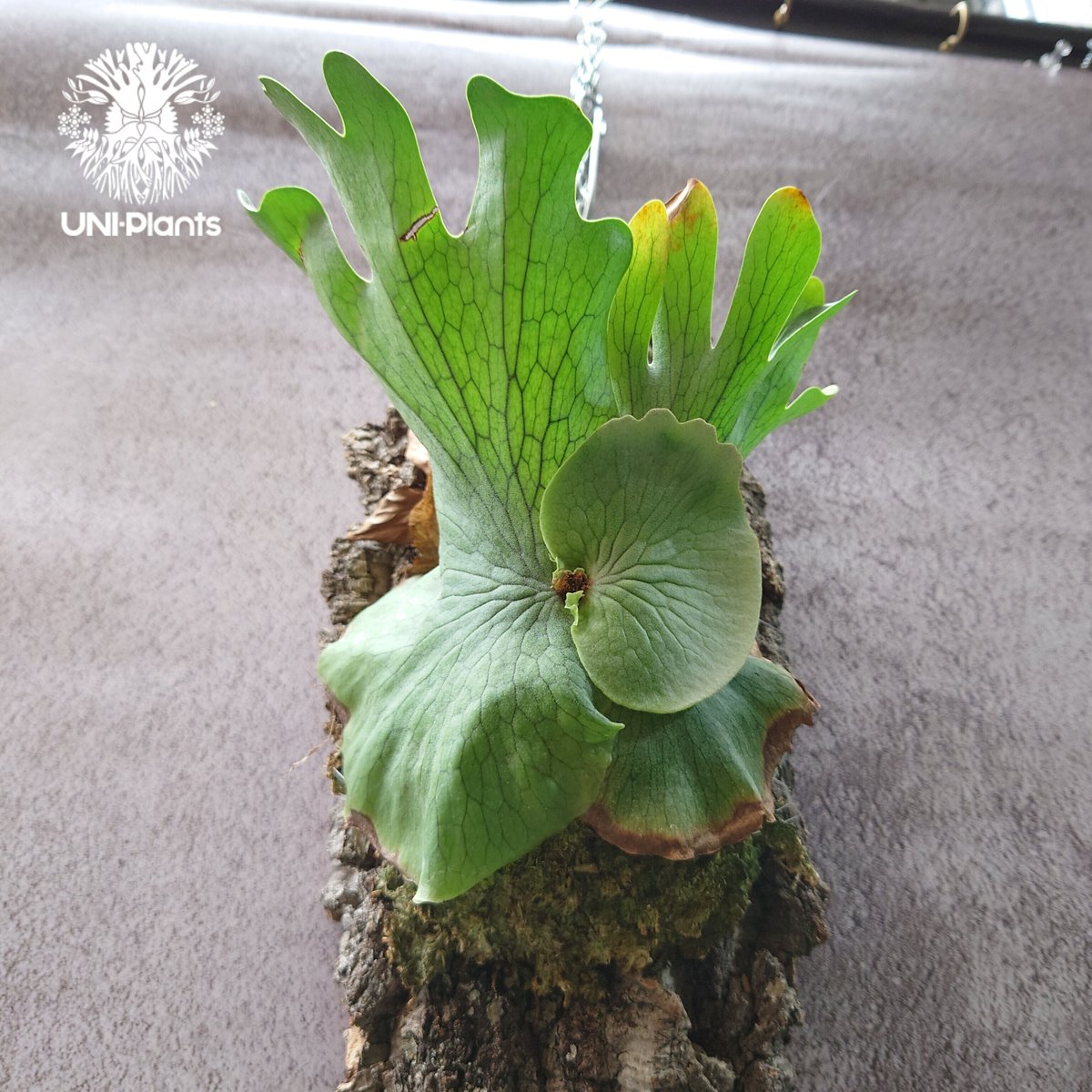 ビカクシダの女王　ワンダエ ビカクシダ ワンダエ Platycerium wandae コウモリラン