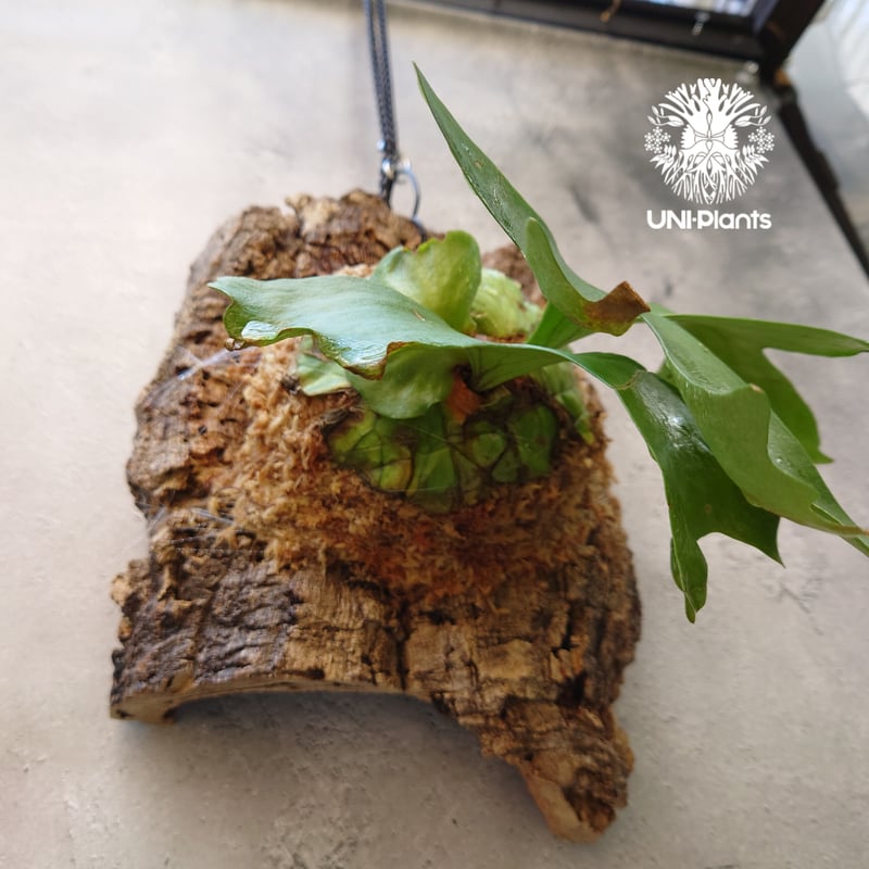 ビカクシダ リドレイ Platycerium ridleyi コウモリラン