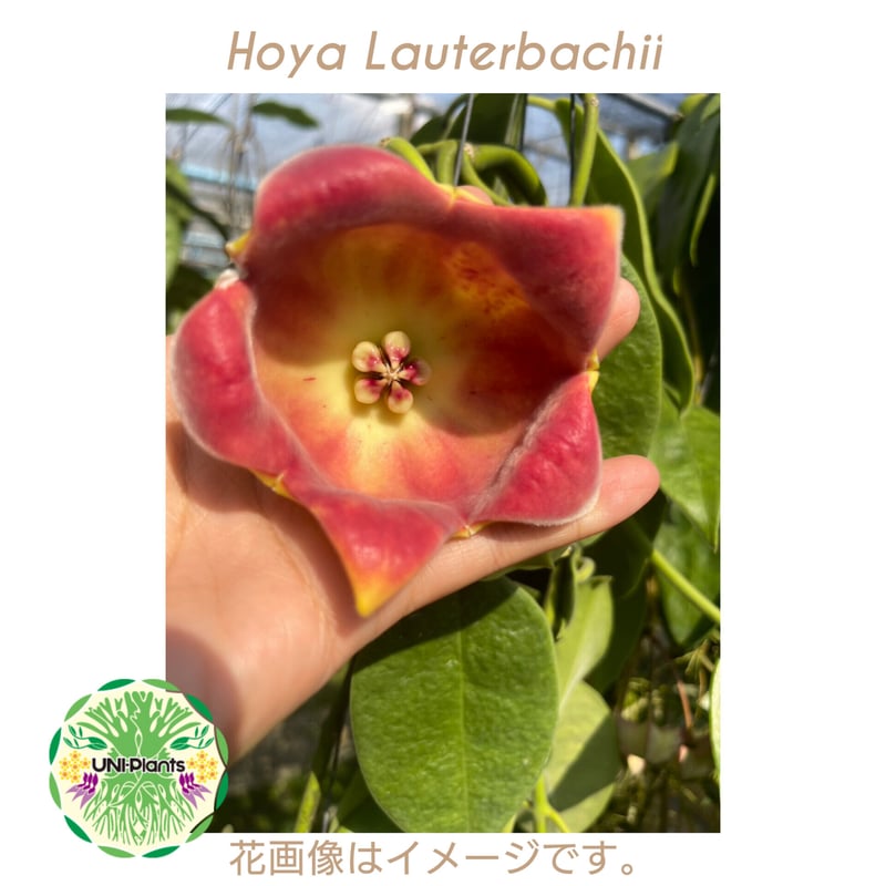 Hoya Lauterbachii ホヤ ローテルバチー 希少 ホヤ植物 ホヤの花 観葉