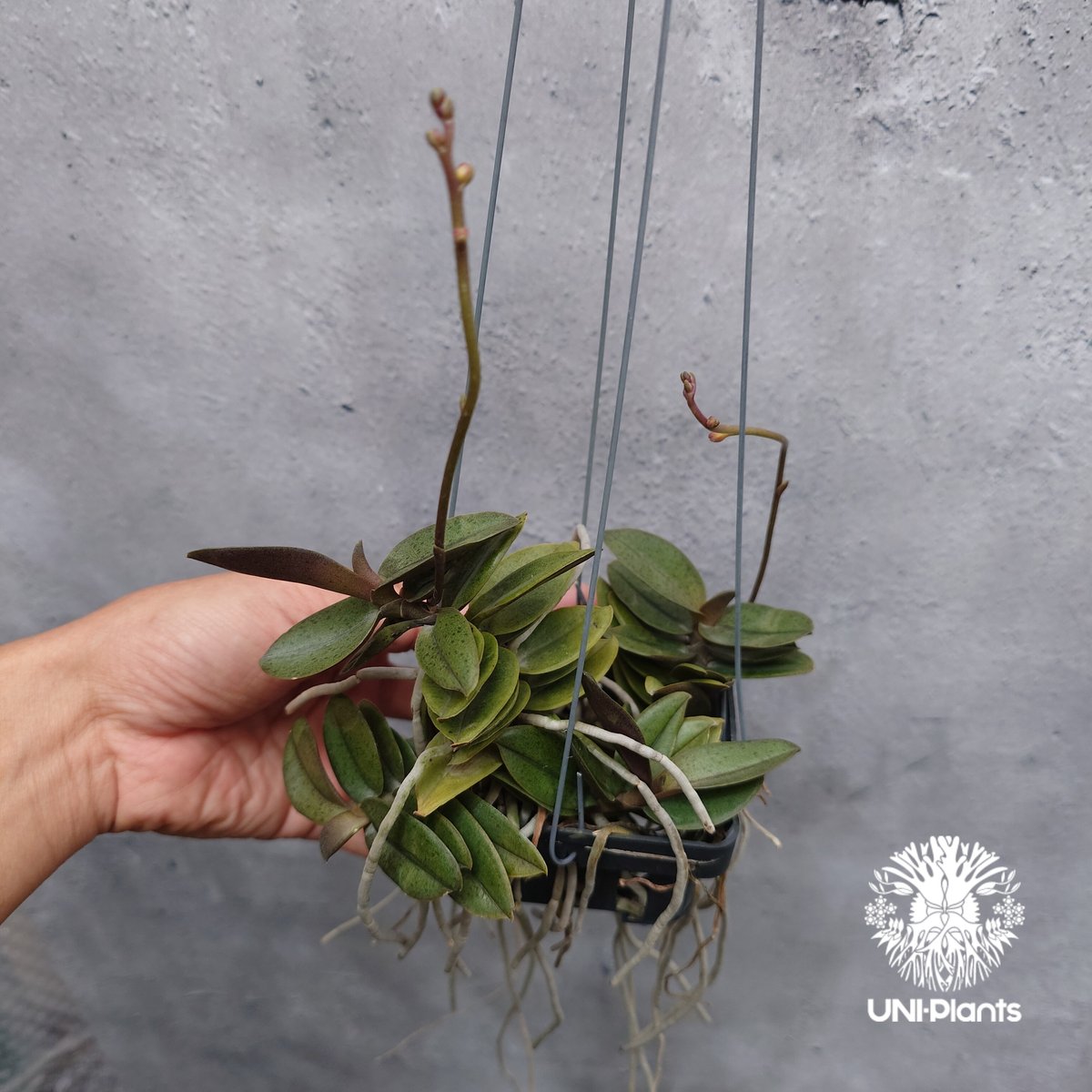 ドリアンレア品種苗 Durio macrantha Dwarf Type DD1 マレーシアの