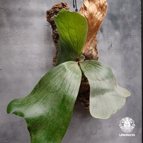 ビカクシダ交配種 | STORES