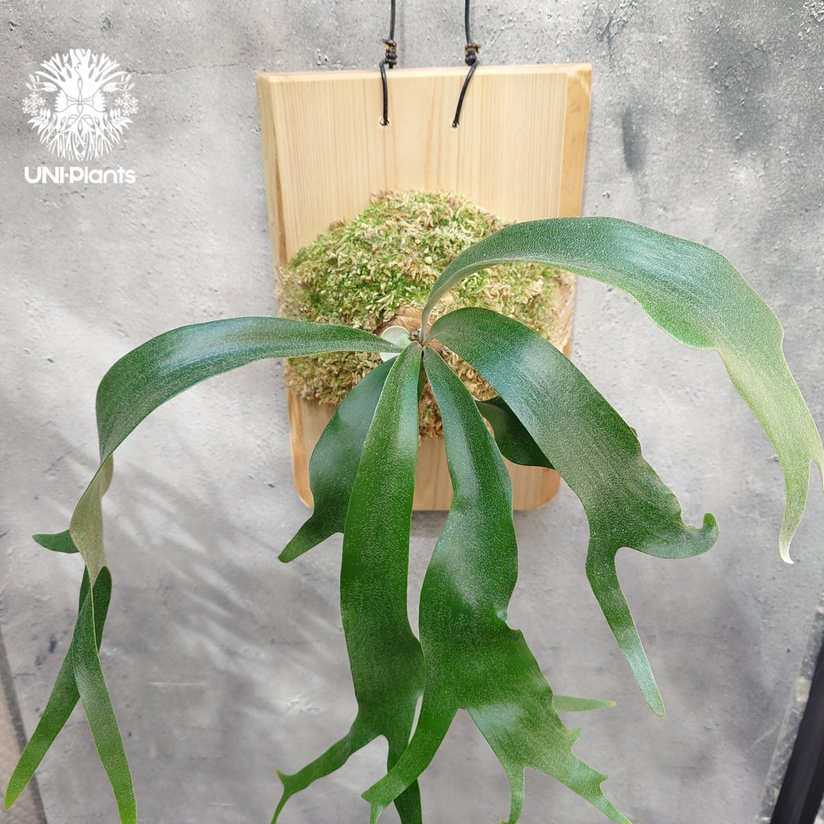 Platycerium Nam Mao(pup) ビカクシダ ナーム マオ(子株) ビカクシダ