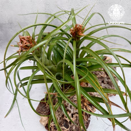 Tillandsia brachycaulos x concolor チランジア・ブラキカウロス×コンコロール Tillandsia エアープランツ エアプランツ ティランジア 着生コルクアレンジ