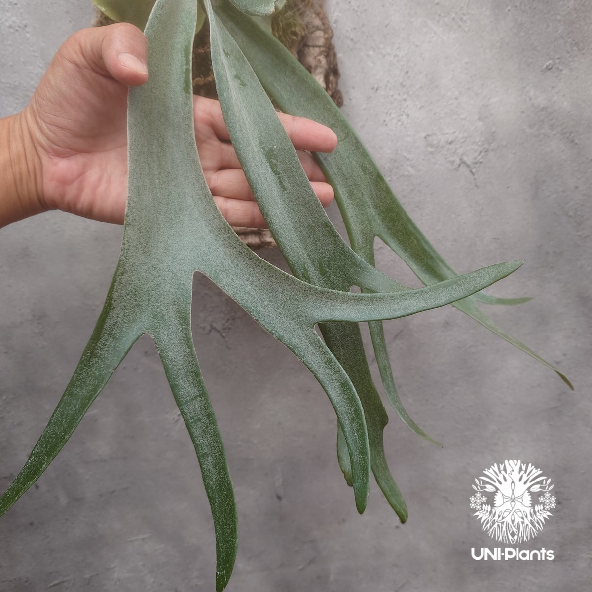 ビカクシダ　ウィリンキー　インドネシア ビカクシダ ウィリンキーcv.インドネシア Platycerium willinckii cv