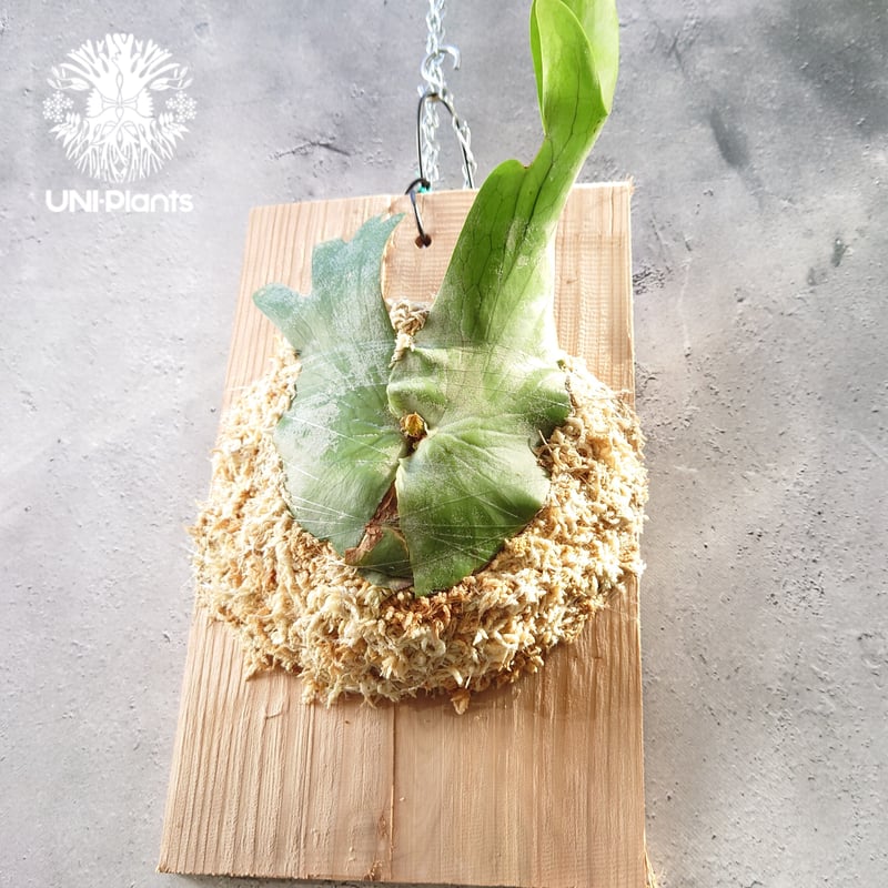 初入荷! ビカクシダ ホルタミー Platycerium holttumii コウモリ