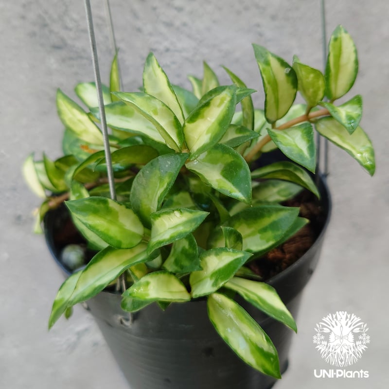 Hoya Lacunosa Bruno ホヤ ラクノーサ ブルーノ 斑入り ホヤ植物 ホヤ