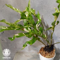 【タイ直輸入・ドリナリア】Drynaria quercifolla ' Variegated '  |  ドリナリア クエルシフォリア 斑入 |  ドリナリア｜Drynaria｜シダ植物