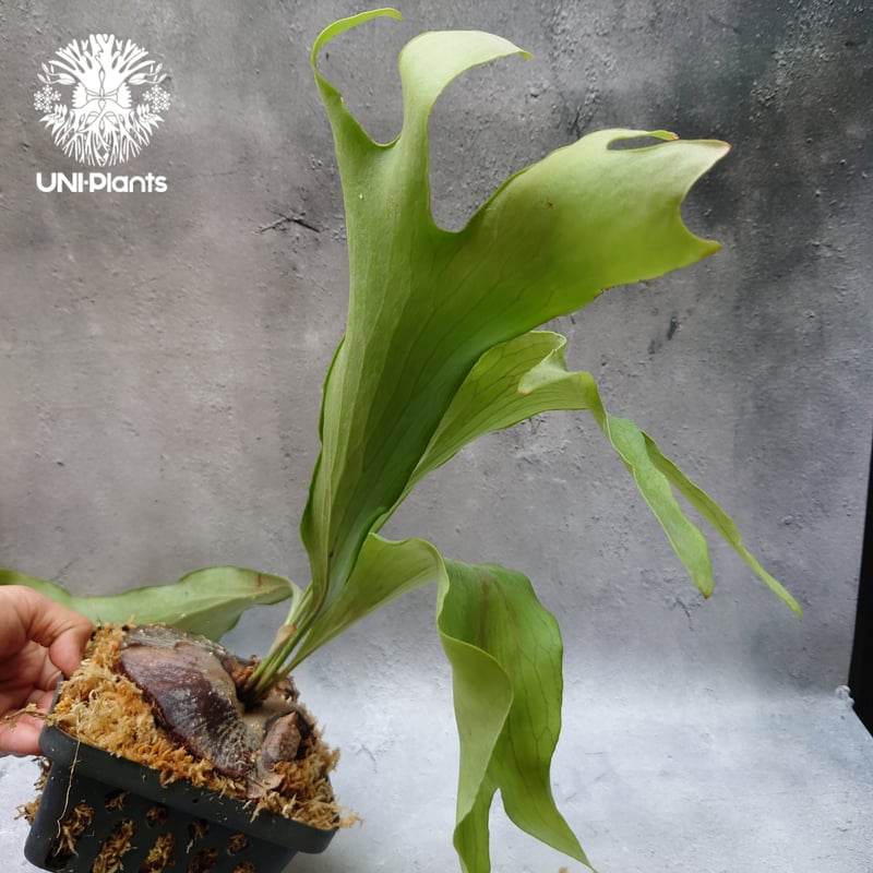 ビカクシダ　ヒリー　グループM　子株 P.hillii sporeling【Group-M】ビカクシダ