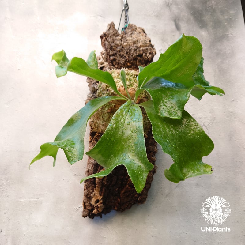 ヒリー ドラゴン 親株出品　ビカクシダ　コウモリラン ビカクシダ ヒリードラゴン Platycerium hillii cv.Dragon 大株