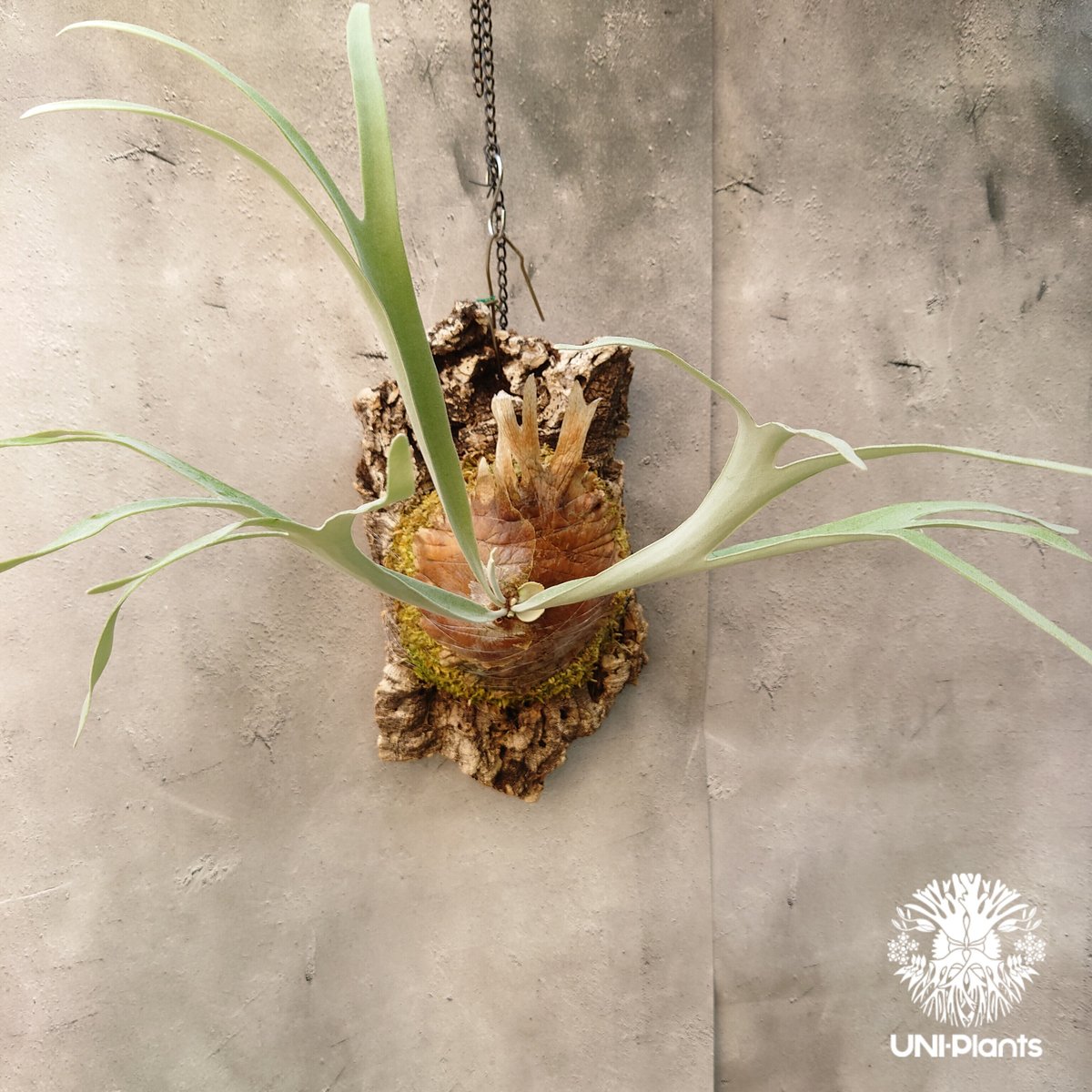 ビカクシダ レモイネイ Platycerium veitchii 'Lemoine' コウモリ ビカクシダ レモイネイ Platycerium veitchii 'Lemoine' コウモリ