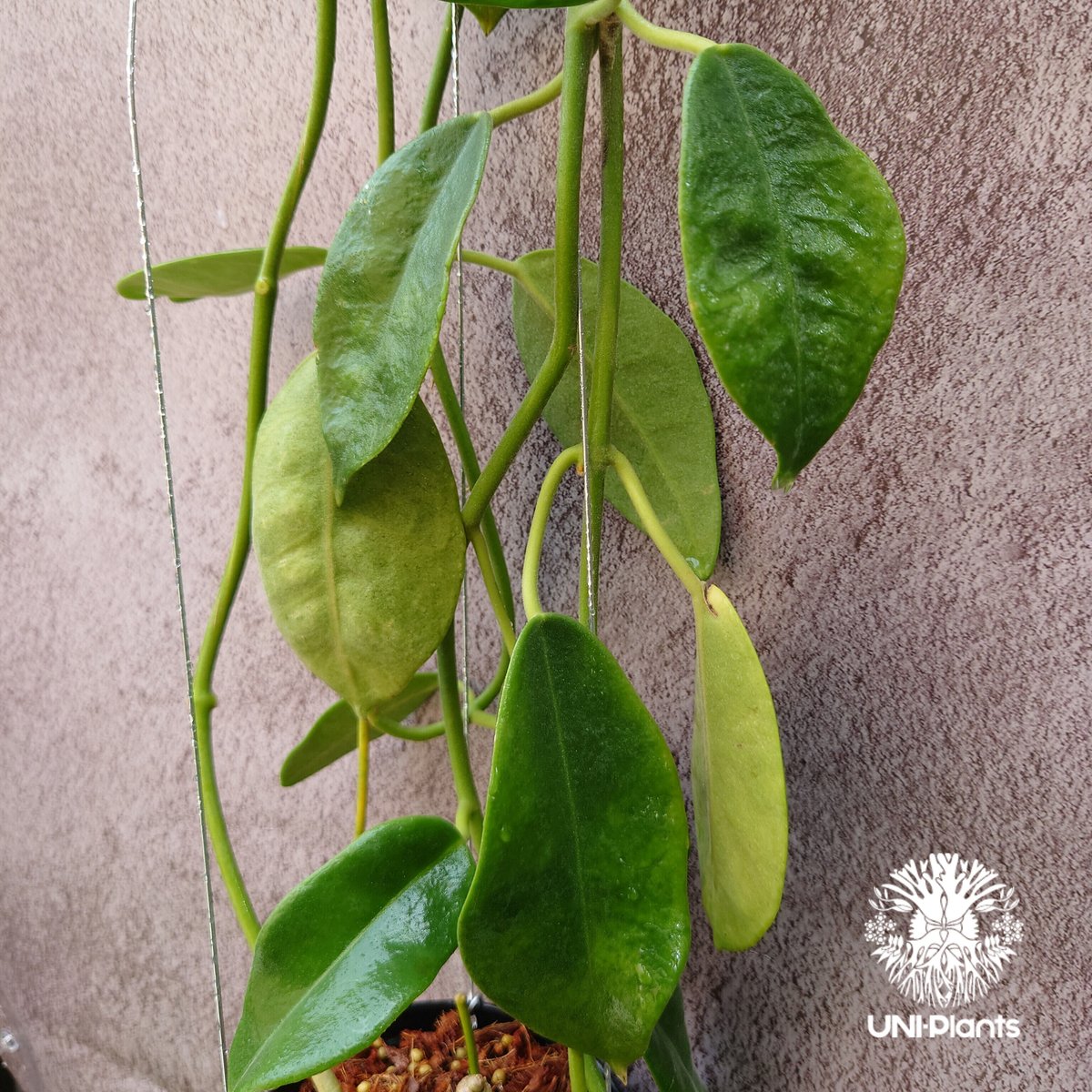 Hoya Lauterbachii ホヤ ローテルバチー 希少 ホヤ植物 ホヤの花 観葉