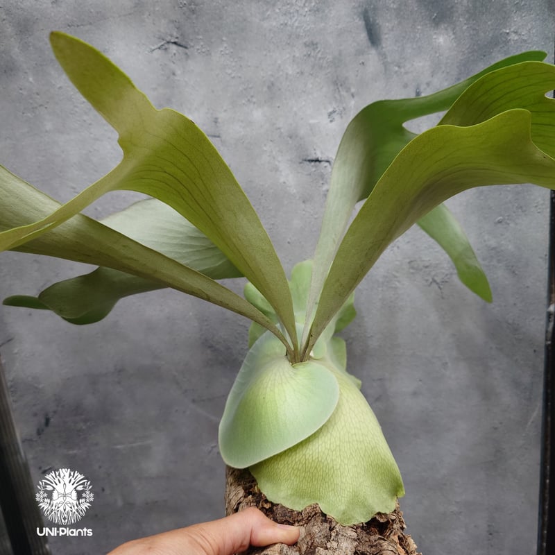 輸入株・一点物】Platycerium UAN #2｜希少種｜ビカクシダ