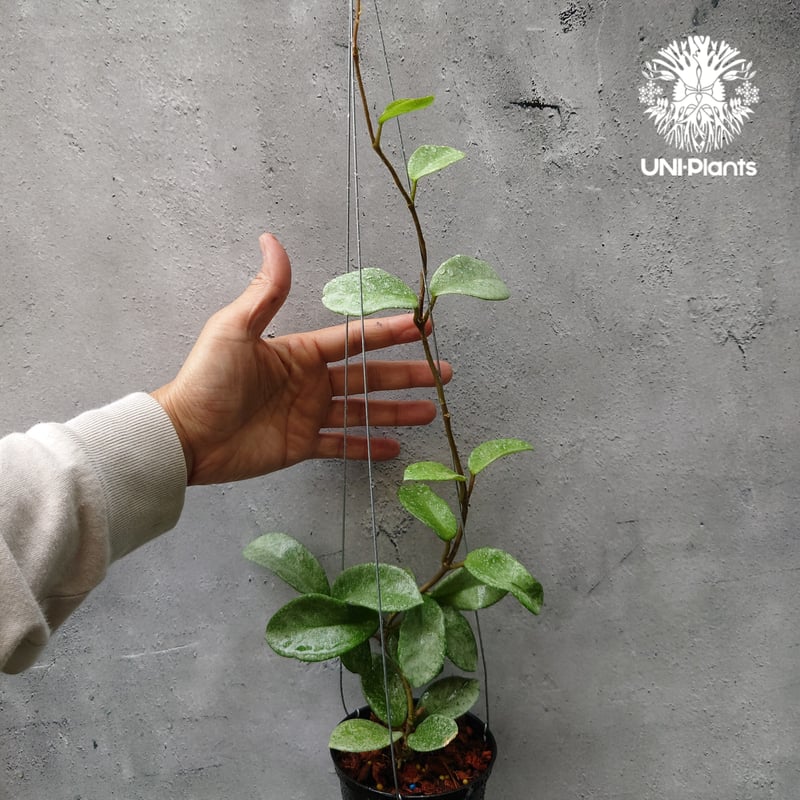 Hoya Carnosa Nova Ghost ホヤ カルノーサ ノバ ゴースト ホヤ 希少