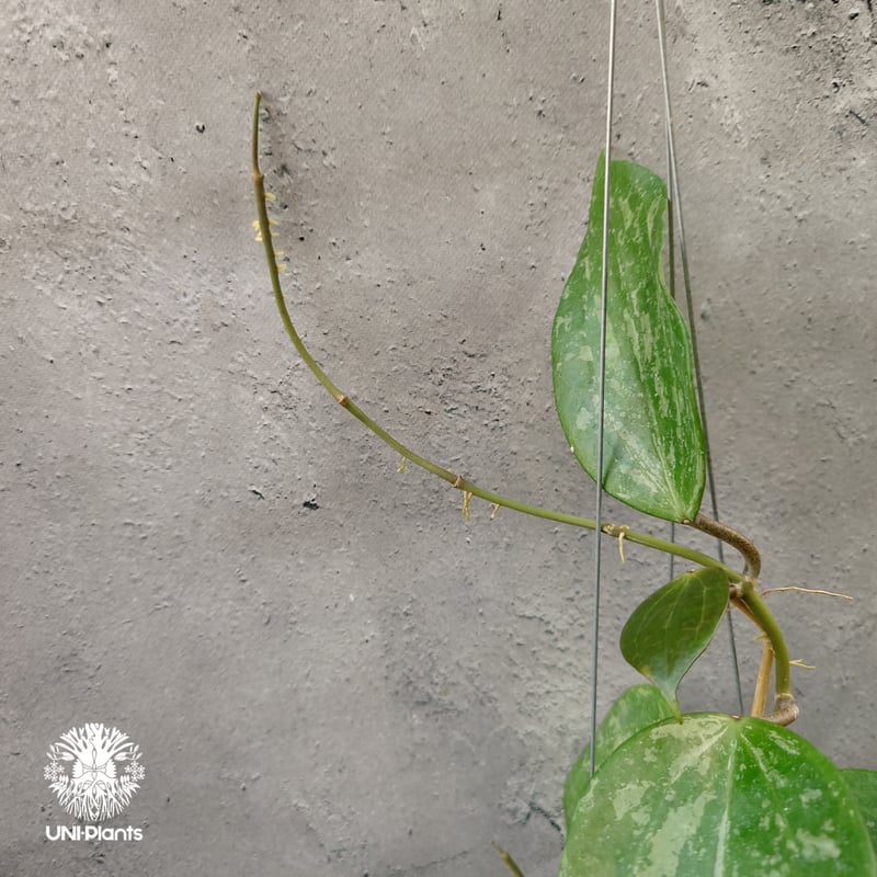 Hoya latifolia Snow Queen（M） ホヤ ラティフォリア スノー クイー