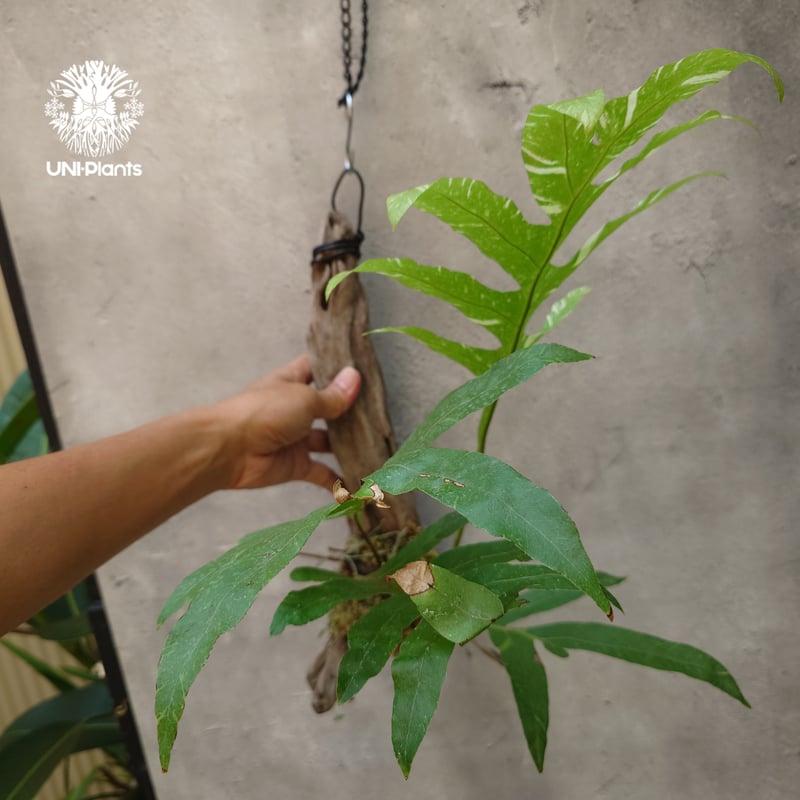 Drynaria quercifolia variegata ドリナリア クエルシフォリア バ