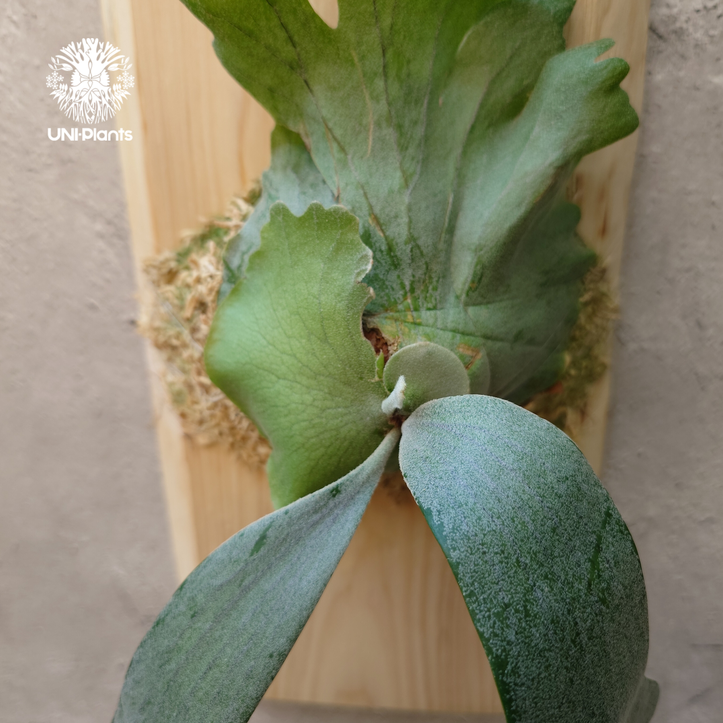 Platycerium willinckii wild East Java (pup) ビカク