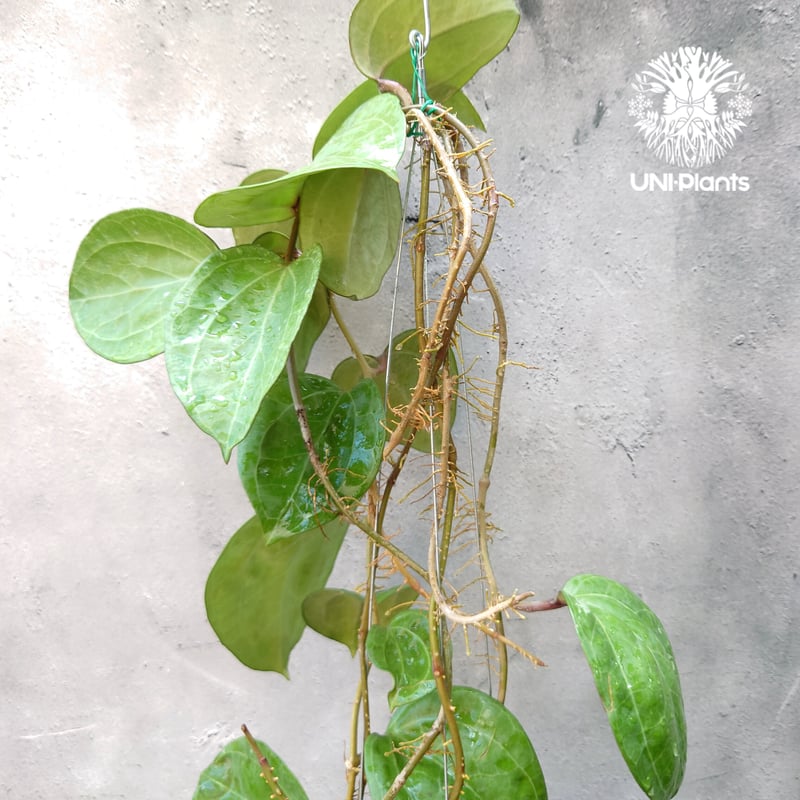 Hoya Sarawak pink ホヤ サラワック ピンク ホヤ植物 Hoya plants