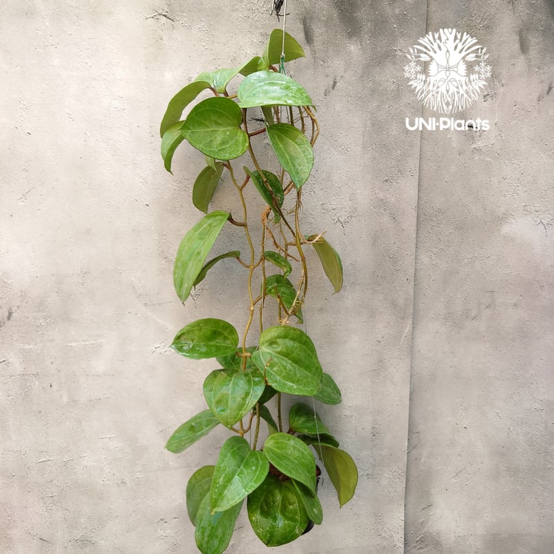 Hoya Sarawak pink ホヤ サラワック ピンク ホヤ植物 Hoya plants