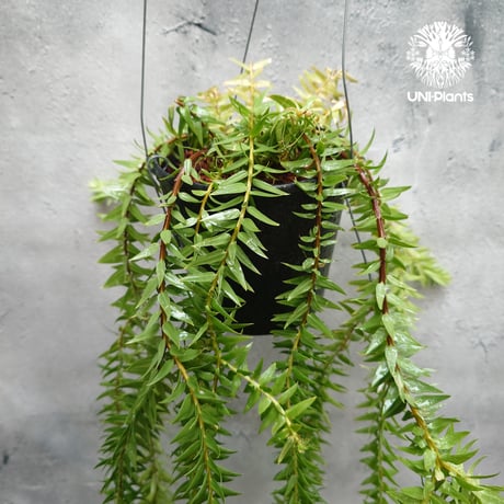Huperzia spp. フペルジア Phlegmariurus (フレグマリウルス)   観葉植物 珍奇植物 植物 着生植物 インテリア植物 珍しい シダ植物