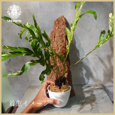 【タイ直輸入・ドリナリア】Drynaria quercifolla ' Variegated '  |  ドリナリア クエルシフォリア 斑入 |  ドリナリア｜Drynaria｜シダ植物