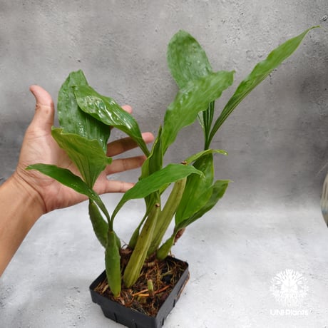 【タイ直輸入】着生ラン セロジネ・ロクセニー  ｜珍品・希少ラン・蘭の花｜Coelogyne rochussenii