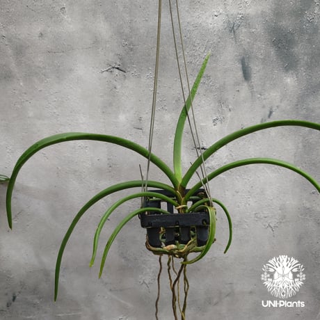 【タイ直輸入・希少】着生ラン ホルコグロッサム キンバリアナム × リンコスティリス ギガンテア｜Holcoglossum kimballianum x Rhynchostylis gigantea