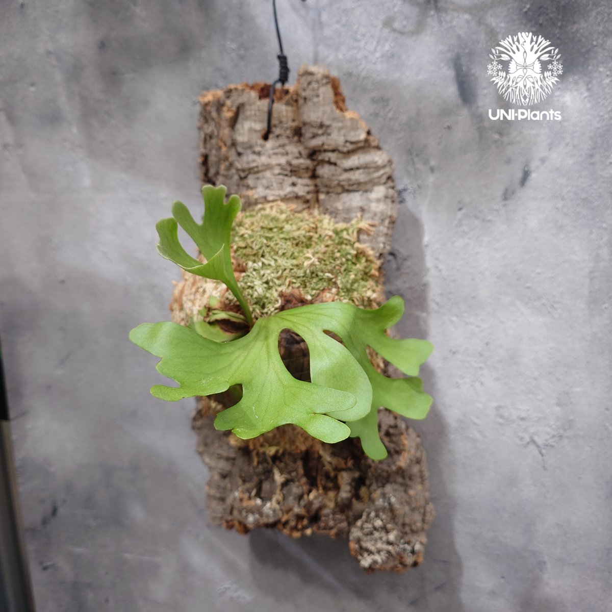 ビカクシダ　リドレイ　ワイルド　Platycerium ridleyi⑰ fit=scale-down,w=1200