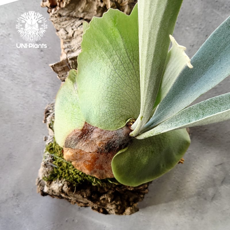 ビカクシダ ベイチー シルバーフロンド Patycerium veitchii cv