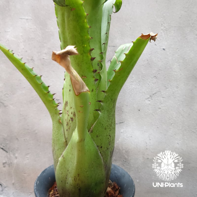 Hohenbergia magnispina ホヘンベルギア マグニスピナ タンクブロメリア