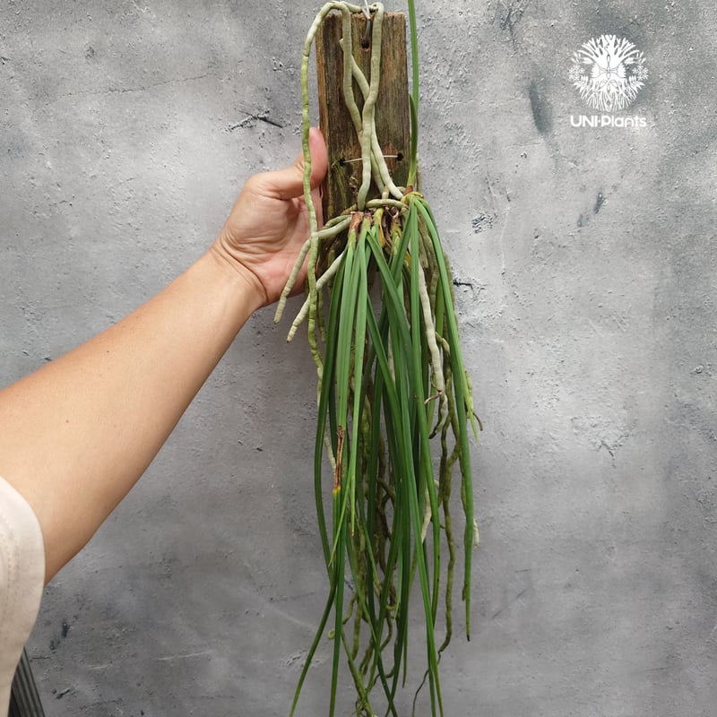 タイ直輸入】着生ラン セイデンファデニア ミトラタ アルバ ｜珍品