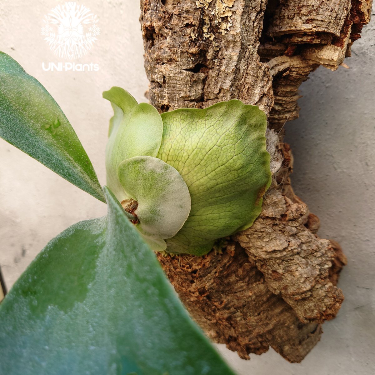 ビカクシダ ヒリー Platycerium hillii コウモリラン ビカクシダ原種