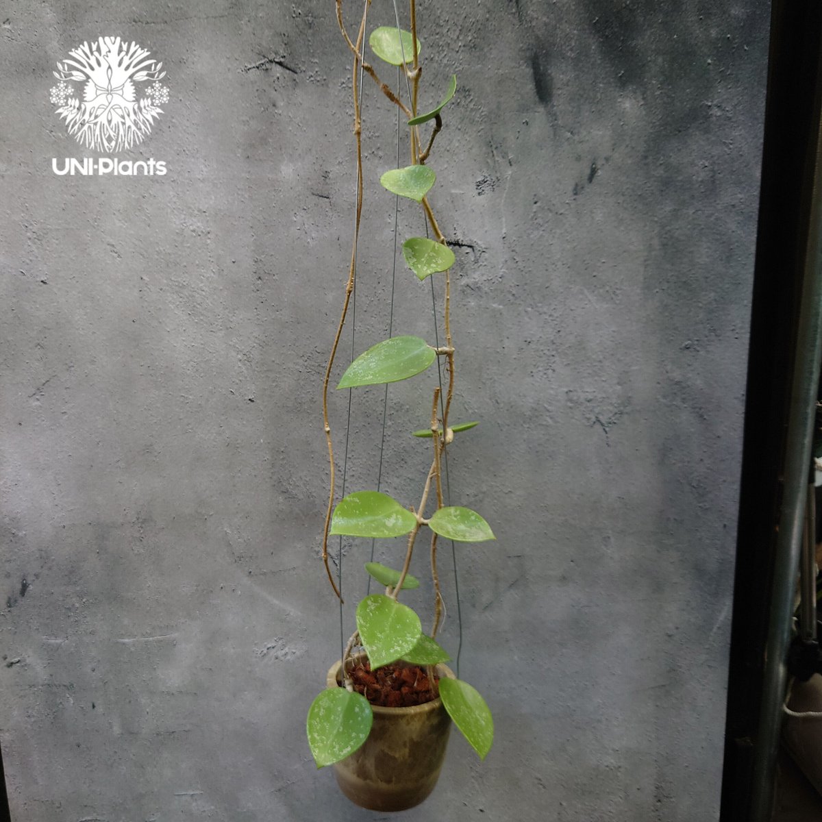 Hoya Parasitica Heart Leaves Splash ホヤ パラシティカ ハ