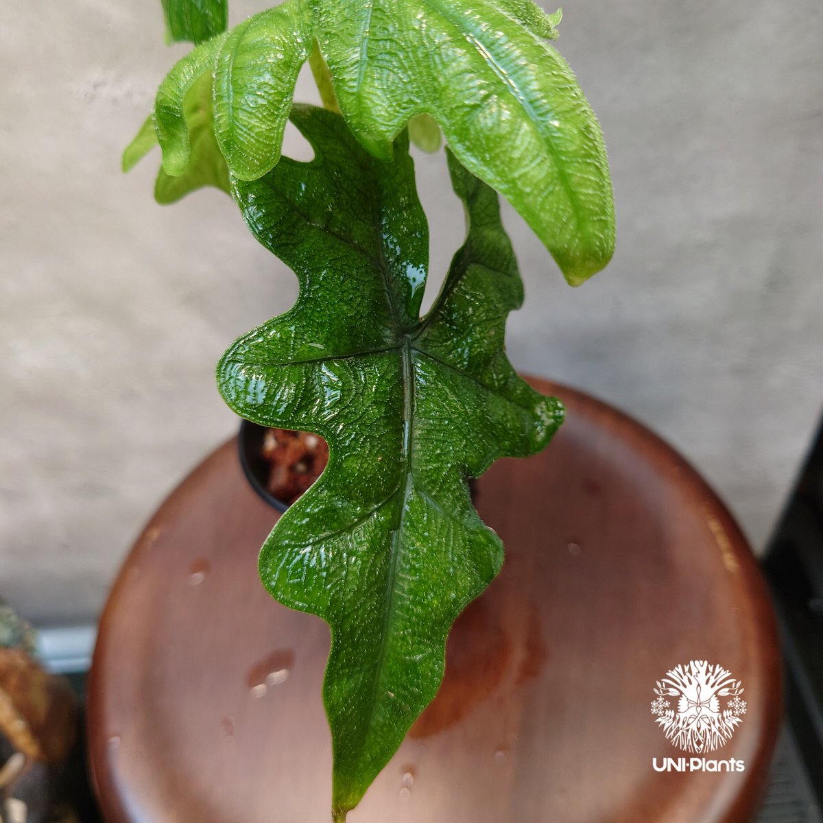 アロカシア　ジャックリン　斑入り Alocasia Jacklyn Varieg アロカシア ジャックリン 斑入り Alocasia Jacklyn Varieg