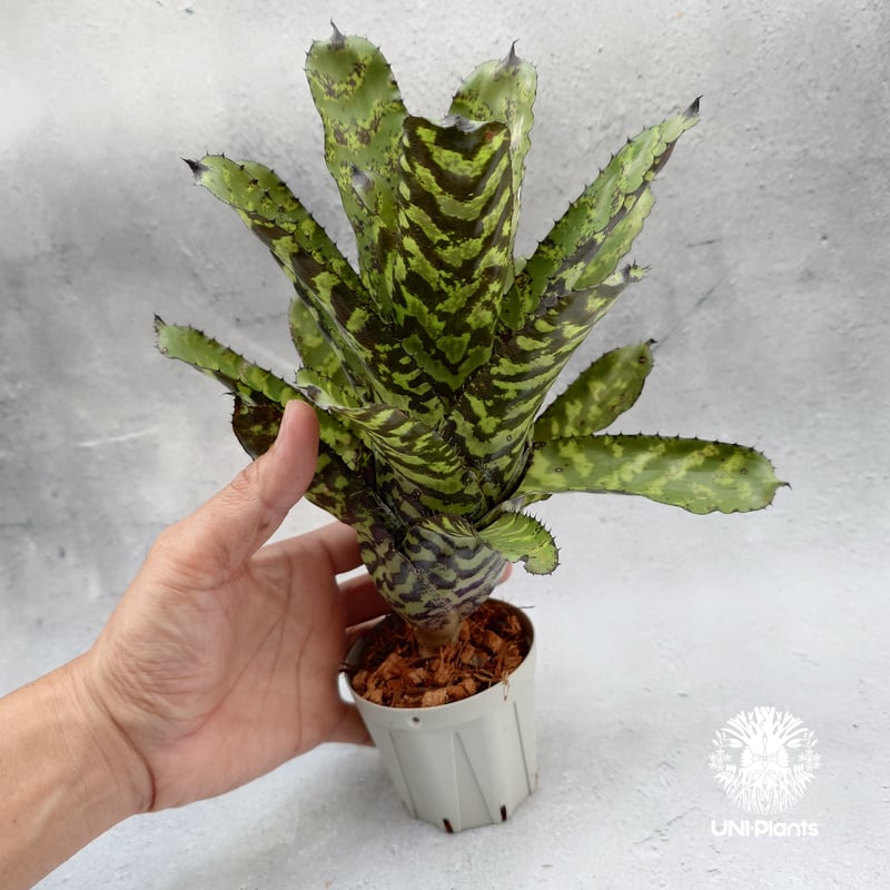 Aechmea 'Correia-Araujoi' エクメア・'コレイアアラウジョイ' タンク