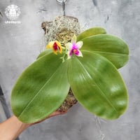 Pha.bellina  ' Fire ' × Pha.bellina ' Red Apple ' 着生ラン Orchi ファレノプシス 洋ラン 着生植物 胡蝶蘭