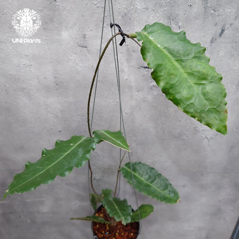 タイ直輸入・希少】Hoya versteegii｜珍品・着生植物・つる性植物
