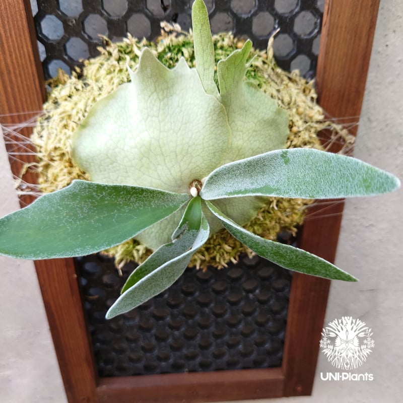 ビカクシダ ベイチー Patycerium veitchii コウモリラン