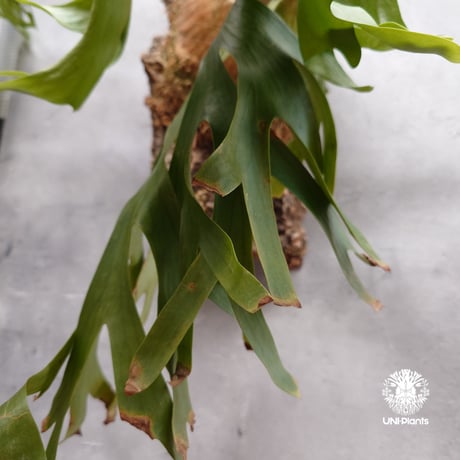 Platycerium coronarium Thin ビカクシダ コロナリウム シン ビカクシダ Platycerium シダ植物 ビカクシダコルク着生 着生植物