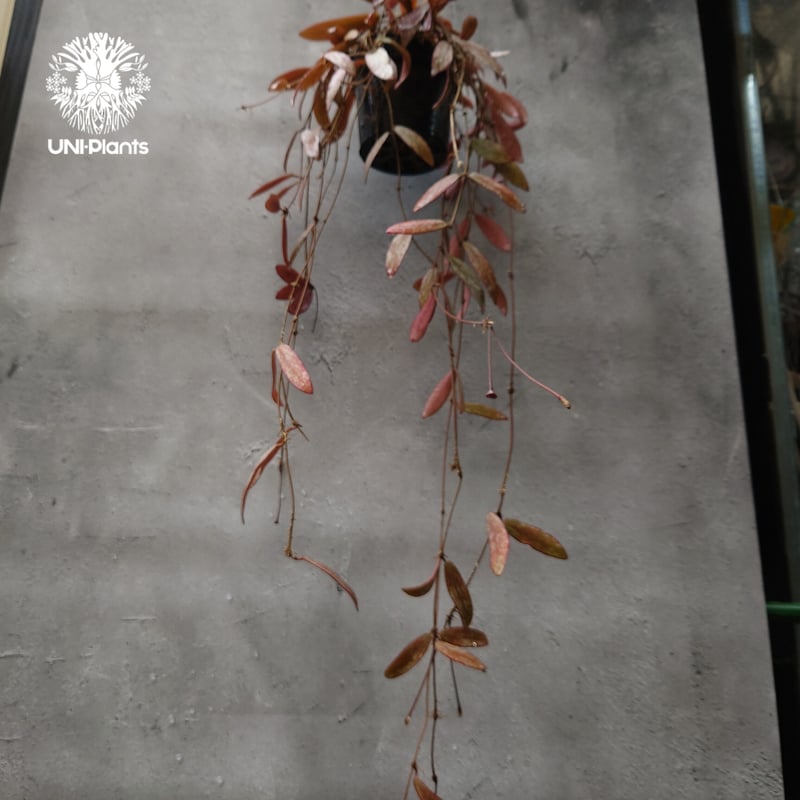 花座付き。Hoya sigillantis ホヤ シギラティス ホヤ 植物 ホヤの花