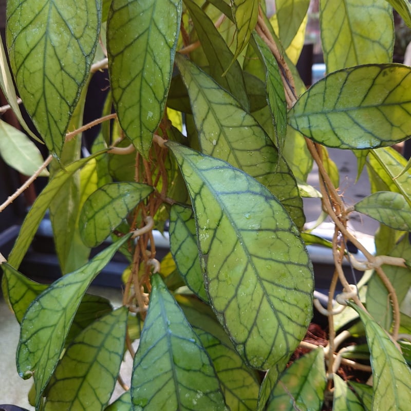 希少!大株!ホヤ カリマンタン Hoya kalimantan ホヤ植物 植物 珍奇植物...