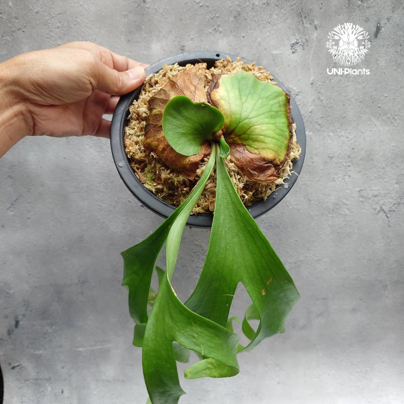 Platycerium coronarium ' Lesasha ' ビカクシダ コロナリウム