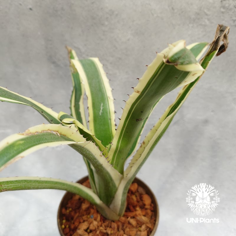 Hohenbergia Karla ホヘンベルギア カーラ パイナップル科ツツアナナス