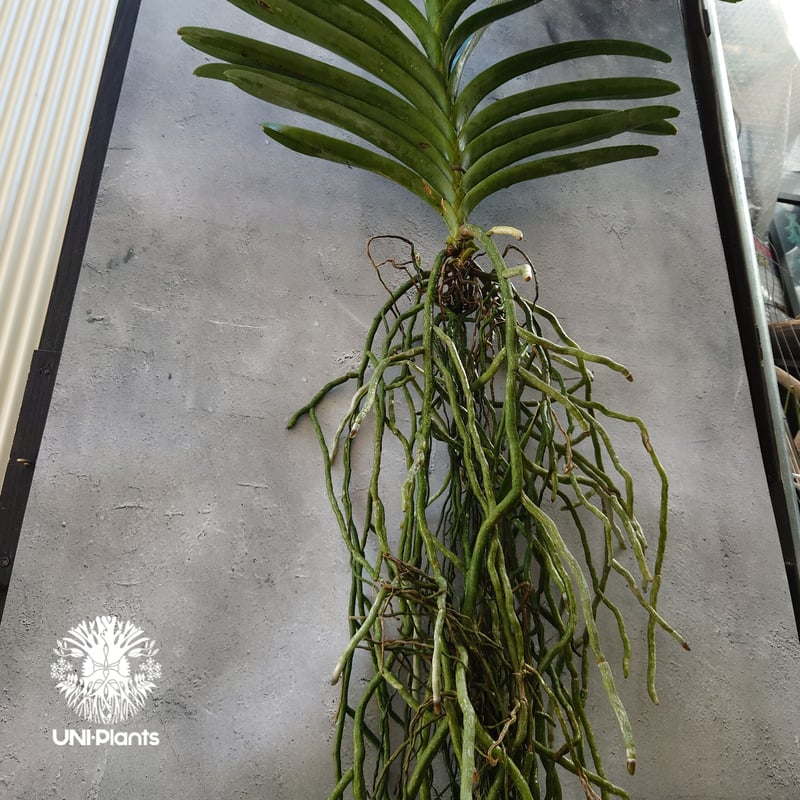 バンダ 洋蘭 Vanda orchid 大株 ラン 蘭 花が綺麗な洋ラン | UNI
