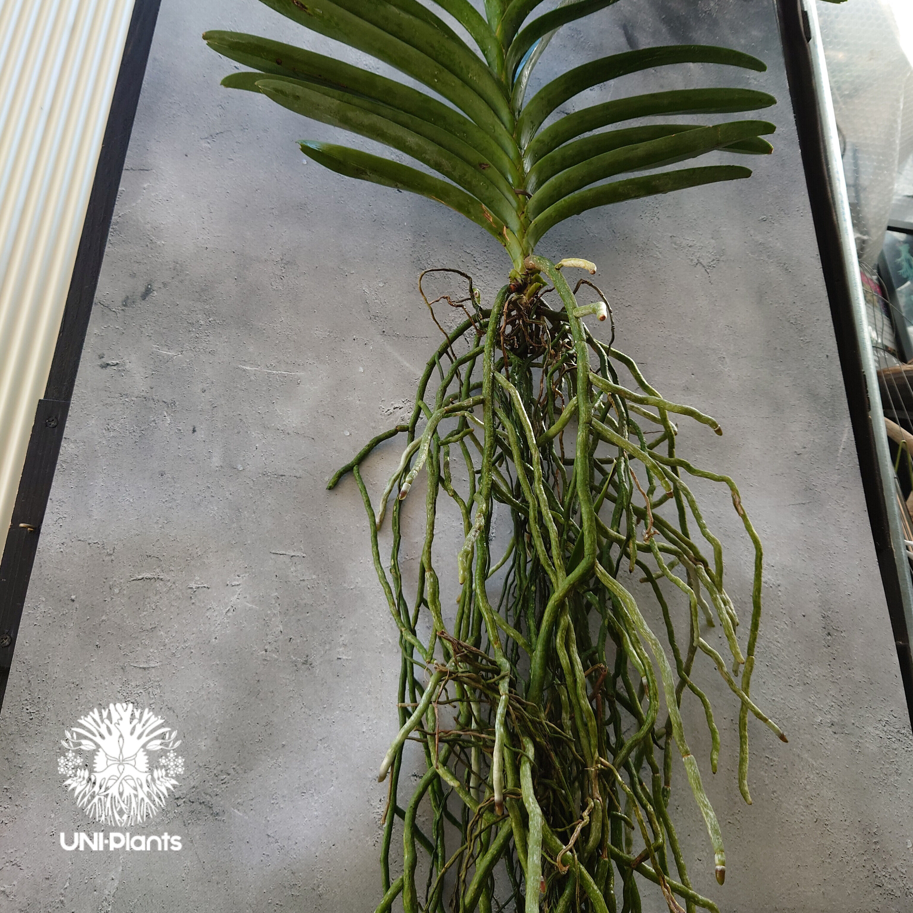 バンダ 洋蘭 Vanda orchid 大株 ラン 蘭 花が綺麗な洋ラン | UNI-Pla