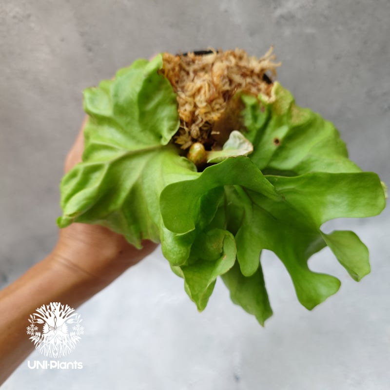 ビカクシダ リドレイ ドワーフ Platycerium ridleyi Dwarf コウモリ